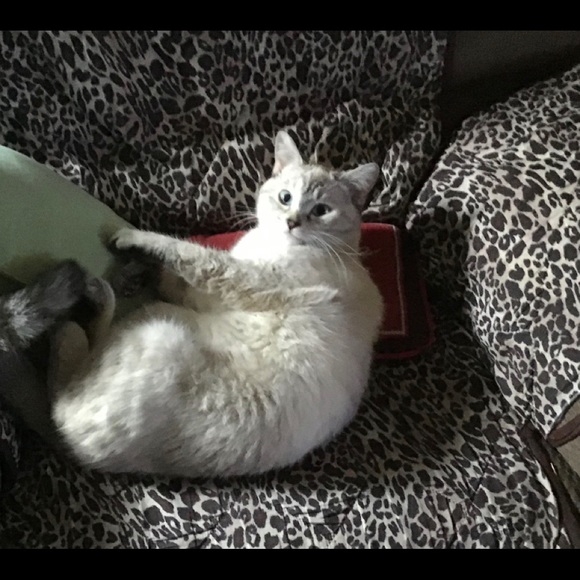 Meet your Posher, Amy - Picture 3 of 11